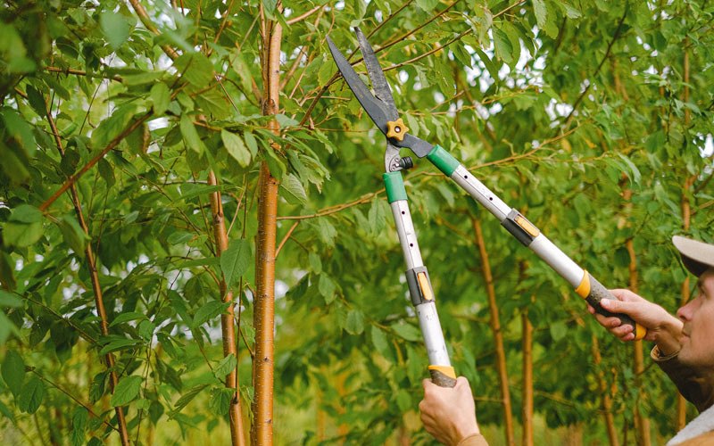 Tree trimming in Saint Marys, IA