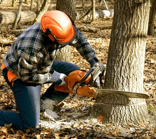 Tree Removal in Saint Marys, IA